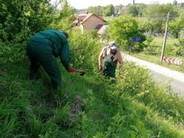 3.Karczowanie tarniny na murawie., 